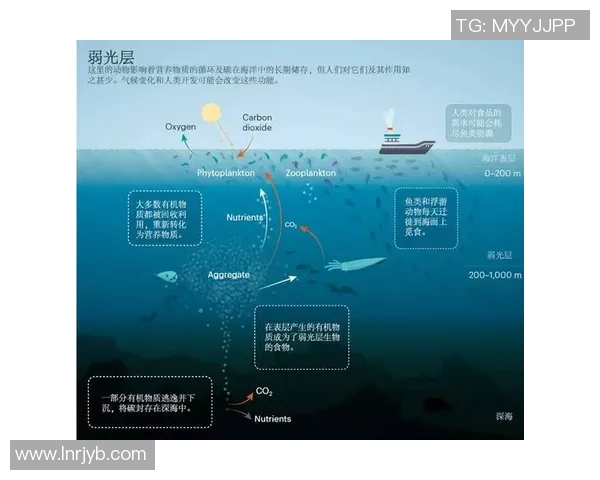 深圳排球队的节奏解析：深度探讨排球战术与团队协作的奥秘